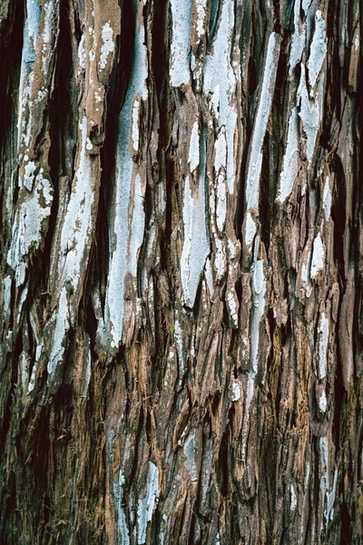 Gammal trä träd textur bakgrund — Stockfoto