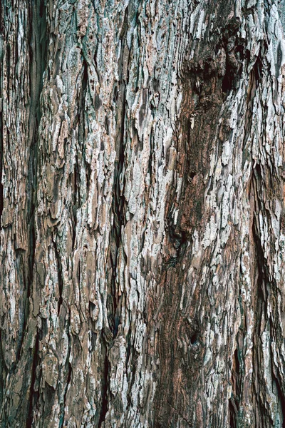 Vieille texture d'arbre de bois — Photo