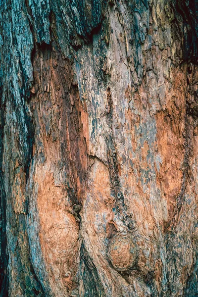 Rött och blått träd struktur bakgrund — Stockfoto