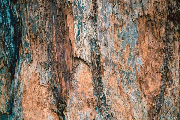 Rött träd struktur bakgrund — Stockfoto