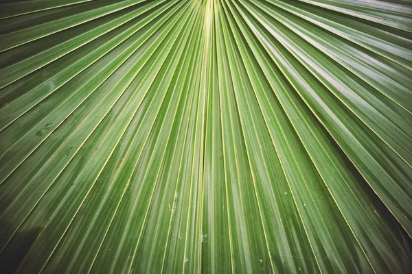 Texture of a green leaf of palm — Stock Photo, Image