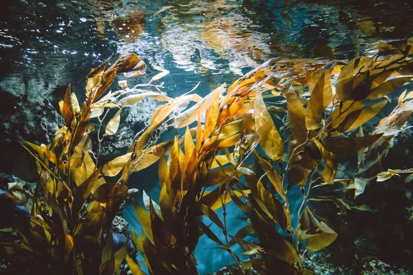 Zöldnövény víz alatti nézete — Stock Fotó