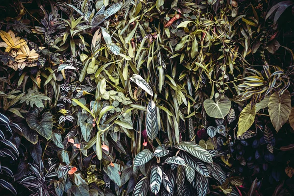 Ściana pełna roślinności zielone rośliny i kwiaty — Zdjęcie stockowe