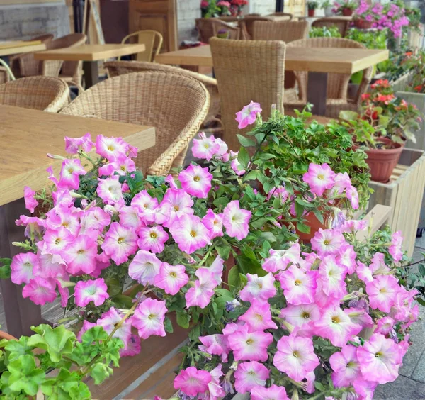 早上的咖啡馆 空荡荡的咖啡馆等着游客 在前景中粉红色的 Petunias — 图库照片