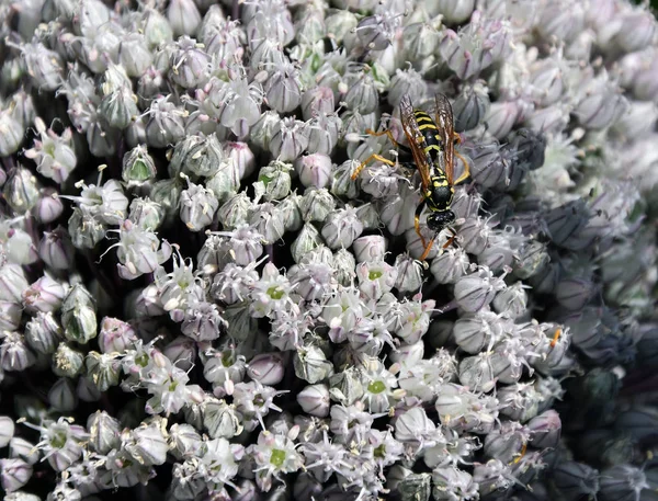 Wild Bee Blossom Field Garlic — Stock Photo, Image