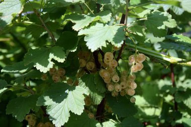 Olgun beyaz Frenk üzümü bir Bush, closeup demet