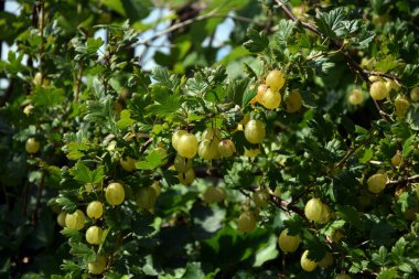bektaşi dal bir Bush closeup