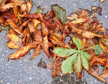 Düşen yapraklar ve ıslak bir sokakta at kestanesi