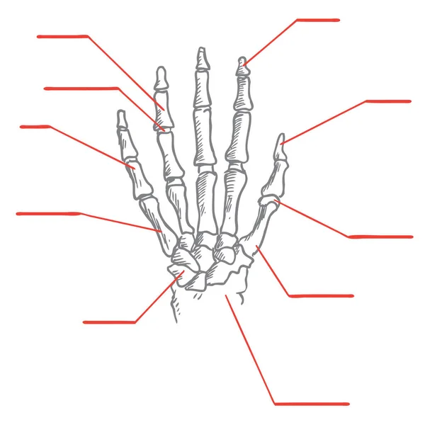 Anatomia Della Mano Umana Disegno Stile Schizzo — Vettoriale Stock