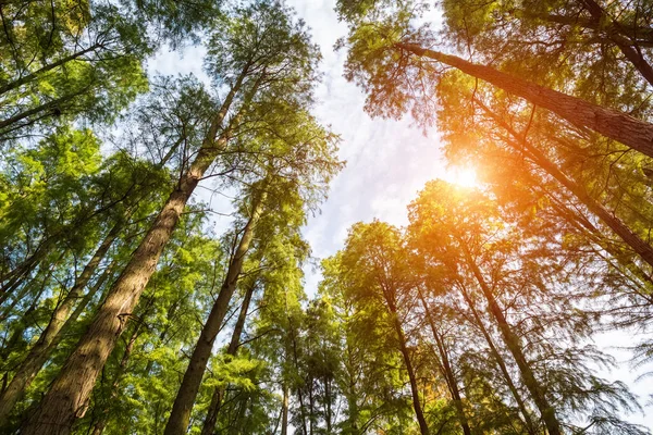 Hacia Arriba Ver Los Bosques Metasequoia Madrugada Secuoya Bajo Cielo — Foto de Stock