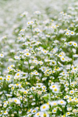 güzel erigeron annuus arka plan, yıllık fleabane, papatya fleabane 