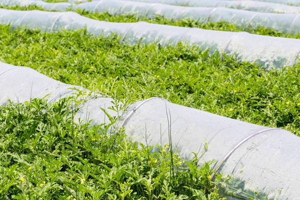 Melancia Crescente Terra Cultivada Fundo Agrícola Verão — Fotografia de Stock