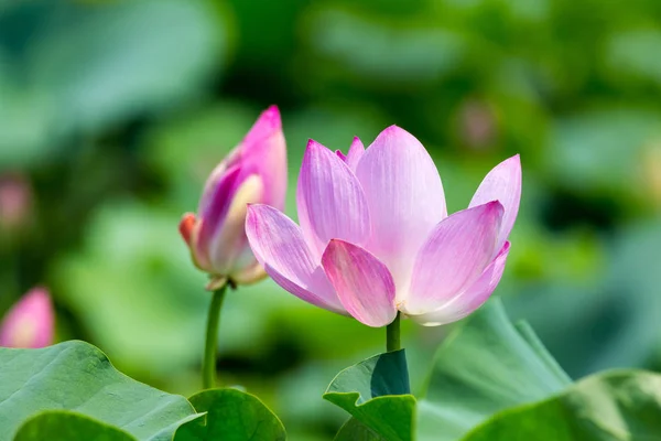 Beautiful Lotus Blooms Closeup Summer — Stock Photo, Image