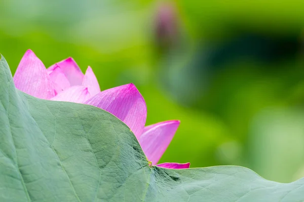 Scène Naturelle Fleur Lotus Été — Photo