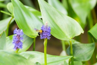arı, pontederia cordata tam Bloom ile pickerelweed çiçek