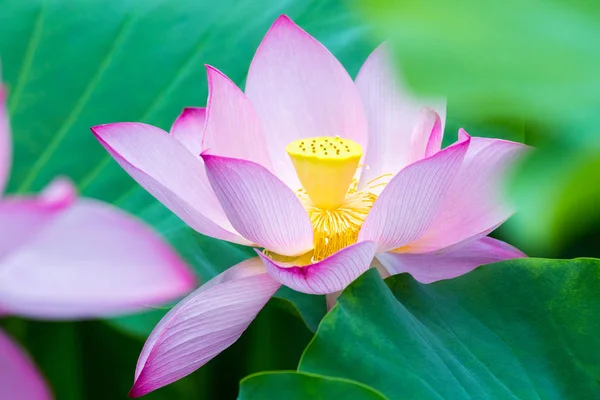 Lotusblomma Full Blom Sommaren — Stockfoto