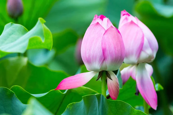 蓮の花芽のクローズ アップ 抽象的な夏の風景 — ストック写真