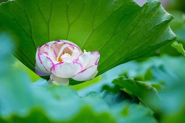 Parlak Güzel Lotus Çiçeği Tam Bloom — Stok fotoğraf