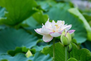 güzel lotus çiçeği yaz gölet üzerinde tam Bloom