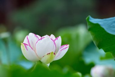 Lotus çiçeği closeup yaz gölet