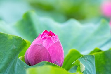 Kırmızı lotus çiçek tomurcuk closeup, güzel doğa manzara