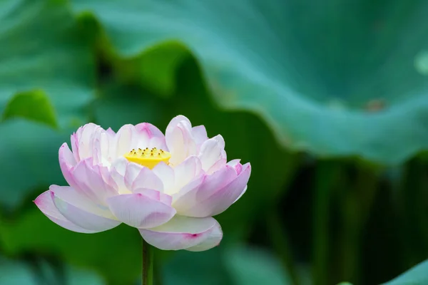 Рожева Квітка Лотоса Повному Розквіті Красивий Літній Пейзаж — стокове фото