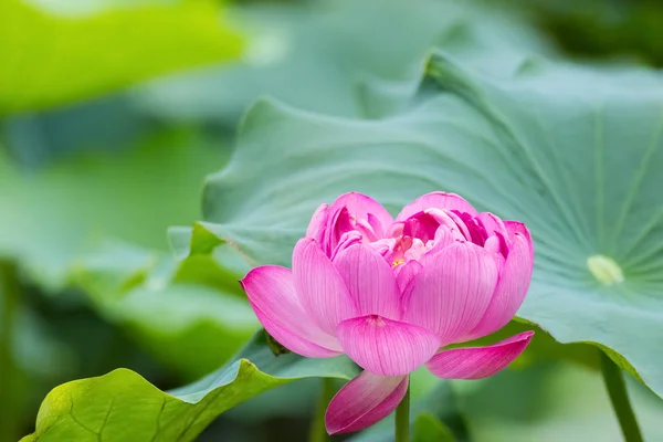 Kırmızı Lotus Çiçeği Tam Bloom Güzel Yaz Manzara — Stok fotoğraf