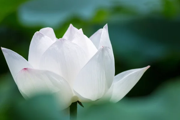 Weiße Lotusblume Nahaufnahme Sommer — Stockfoto