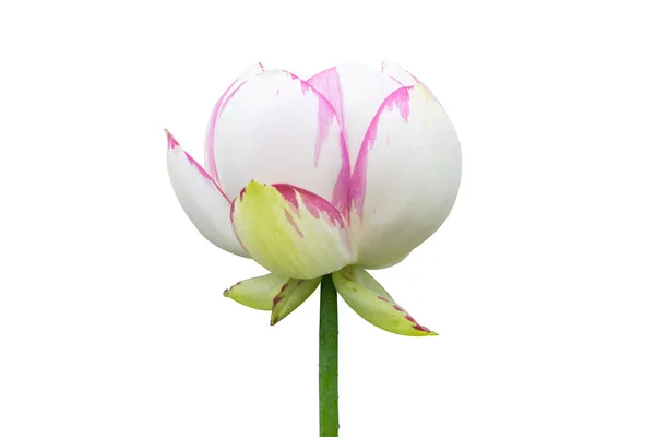 Lotusbloem Geïsoleerd Wit Met Uitknippad — Stockfoto