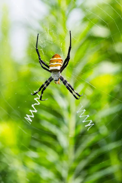 Brightly Coloured Wasp Spider Closeup Argiope Bruennichi — Stock Photo, Image