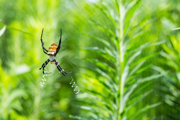 Aranha Vespa Web Argiope Bruennichi Aranhas Podem Escrever Inglês — Fotografia de Stock