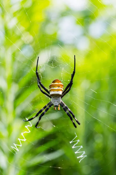 Wasp Spider Closeup Argiope Bruennichi His Web — Stock Photo, Image