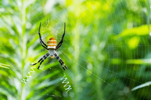 Wasp spider sitting on spider web, argiope bruennichi — Stock Image Wasp Spider Sitting Spider Web Argiope Bruennichi Stock Photo