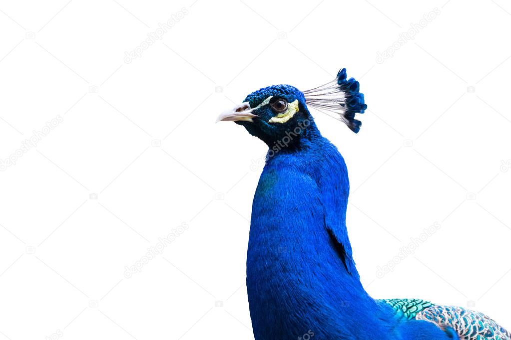 blue peacock isolated on white with clipping path