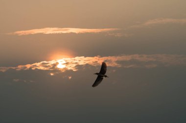 Uçuş günbatımı gökyüzü ile siyah taç gece balıkçılı