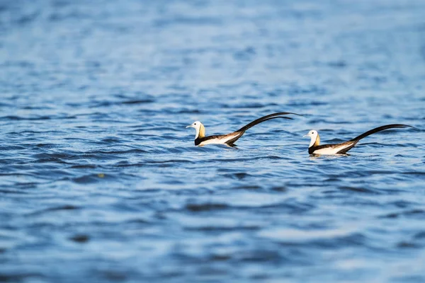 Faisão Aquático Jacana Cauda Faisão Rainha Das Aves Aquáticas — Fotografia de Stock