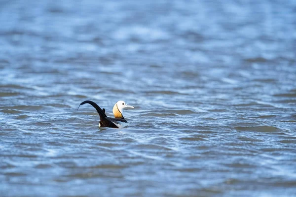 Fasanenschwanzjacana Königin Der Wasservögel — Stockfoto