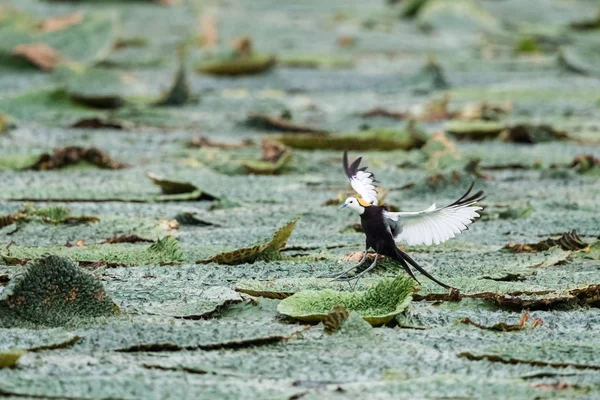 Schöne Wasserfasan Nahaufnahme Auf Gorgon Fruchtteich Fasan Schwanz Jacana — Stockfoto