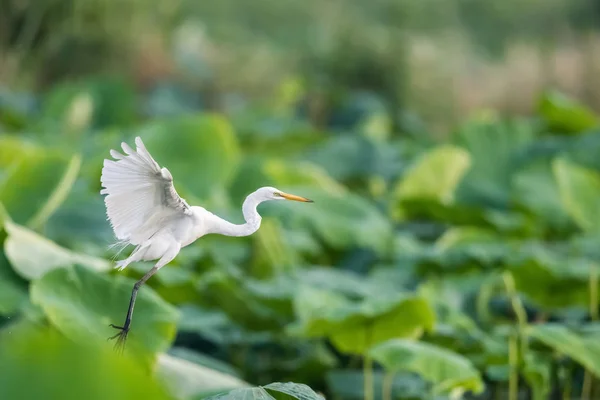 Garça Intermediária Batendo Suas Asas Voando Lagoa Lótus Ardea Intermedia — Fotografia de Stock