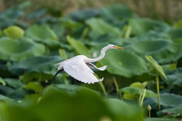 Ara Balıkçıl Veya Lotus Gölet Üzerinde Uçan Sarı Gagalı Balıkçıl — Stok fotoğraf