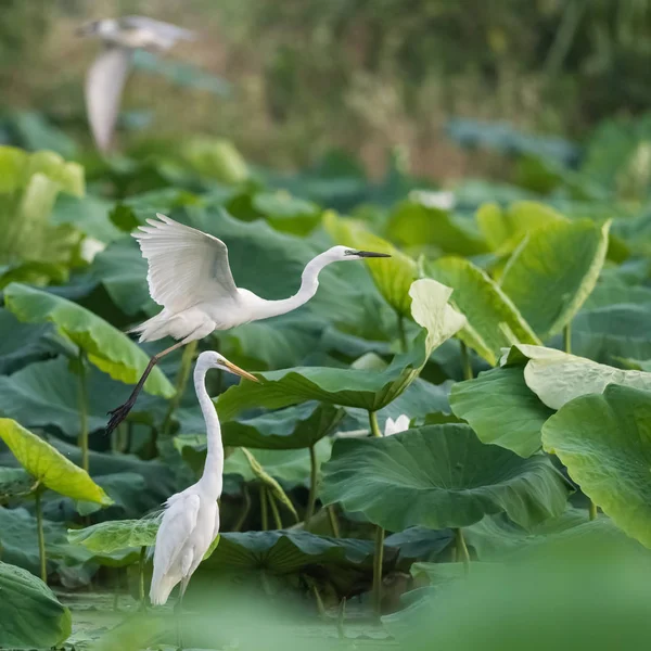 Egret Intermediário Pouco Egret Voo Lagoa Lótus — Fotografia de Stock