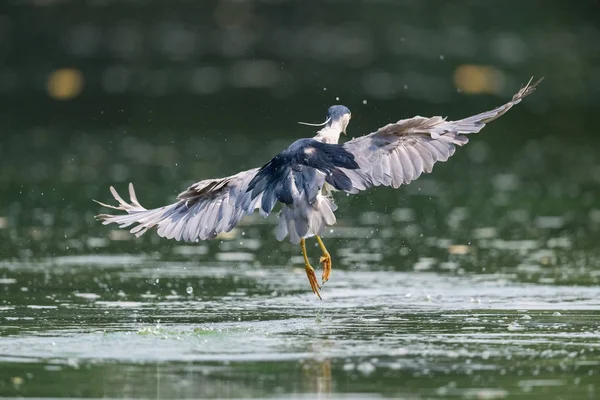 Noche Garza Primer Plano Hermosa Agua Pájaro Voló Lejos —  Fotos de Stock