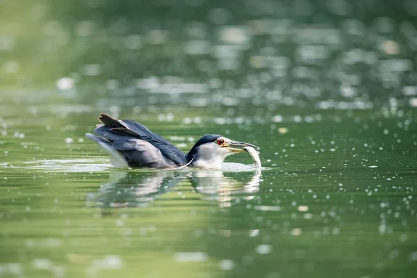 Preto Coroado Noite Garça Presa Closeup Pássaro Água Bonita — Fotografia de Stock