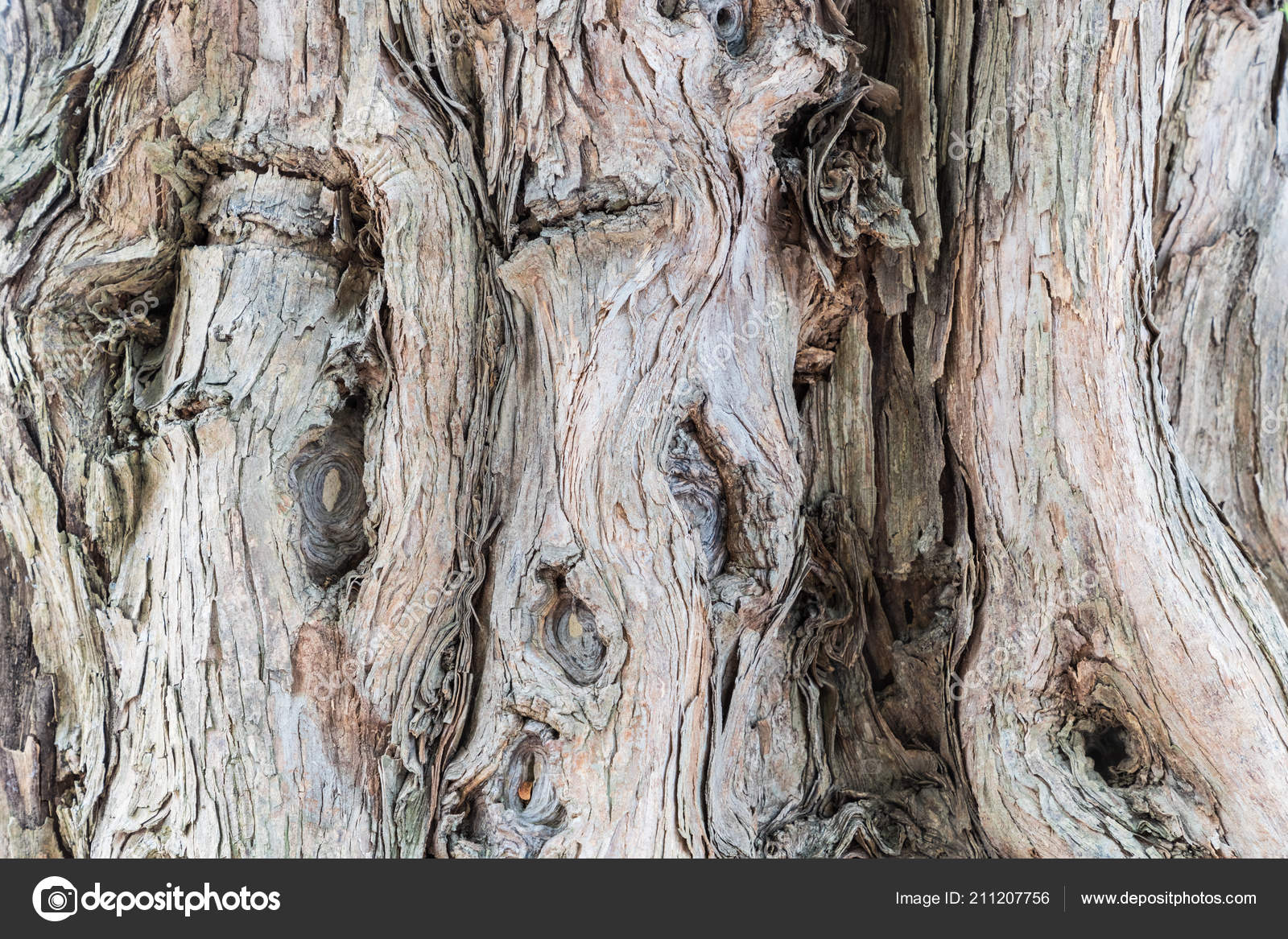 Sandalwood tree | Santalum spicatum Sandalwood trees are kno… | Flickr