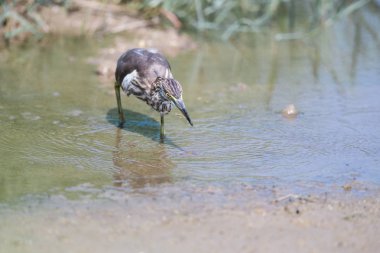 Çin pond heron, ardeola bacchus