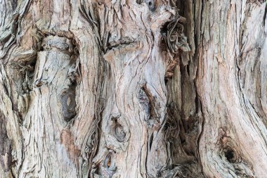 ancient sandalwood trunk closeup, old tree texture background clipart