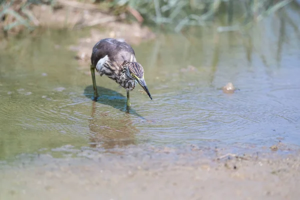 Çin pond heron, ardeola bacchus