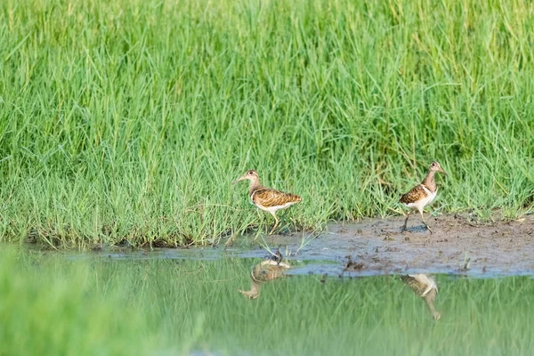 Zwei Schöne Vögel Der Bekassine Gras Rostratula Benghalensis — Stockfoto