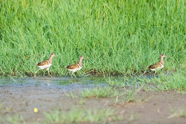 Pintado Snipe Grama Rostratula Benghalensis — Fotografia de Stock