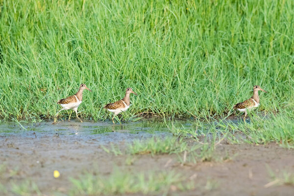 painted snipe in the grass, rostratula benghalensis